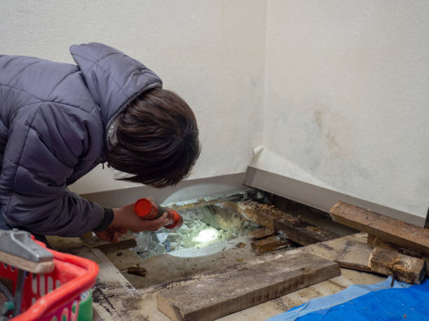 Best Attic Mold Removal  in Hendron, KY