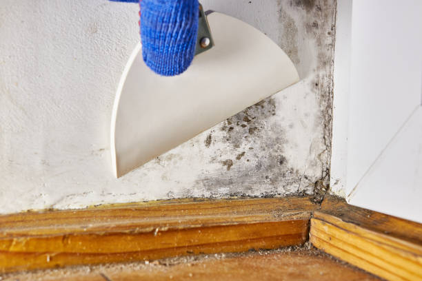 Best Dehumidification Services  in Hendron, KY