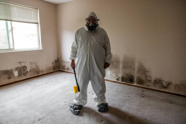 Best Post-Construction Mold Inspection  in Hendron, KY